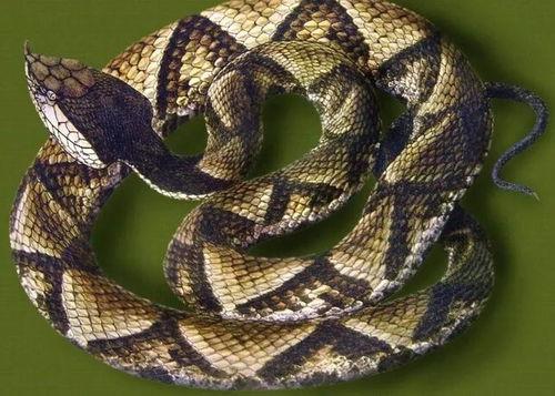 水族毒蛇爆料视频大全,惊心动魄的爆料视频大全 第2张 水族毒蛇爆料视频大全,惊心动魄的爆料视频大全 第2张